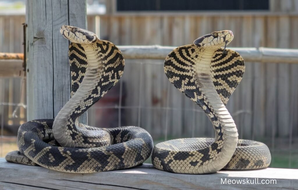 King Cobras in Casper Wyoming